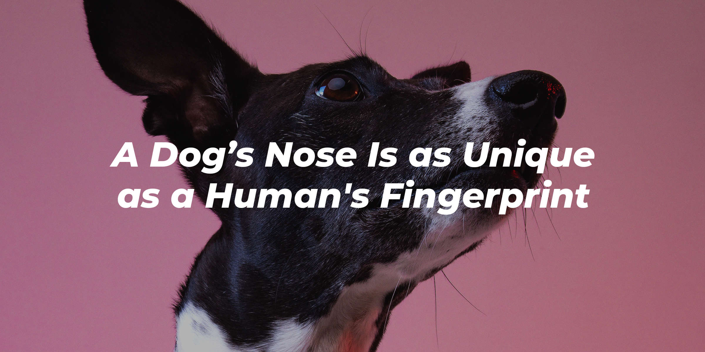 A picture of a dog with text that reads, “A Dog’s Nose Is As Unique as a Human’s Fingerprint.” | Image: Unsplash